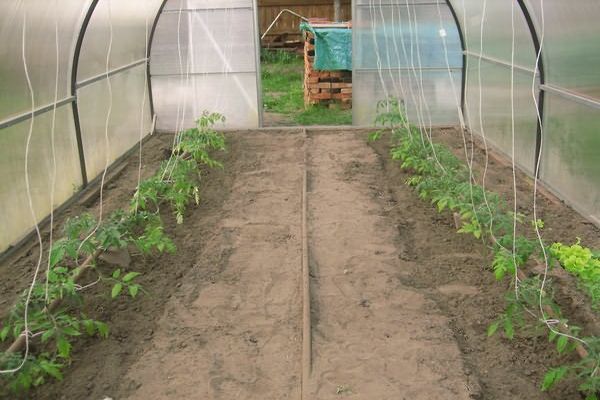 Tomaten im Gewächshaus