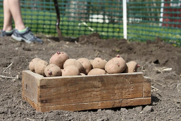 plant en grøntsag