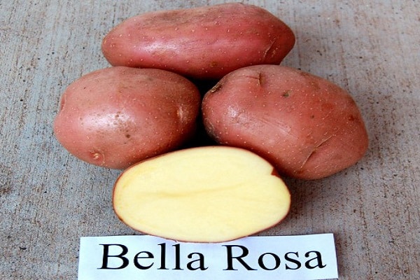 Bellarosa sort