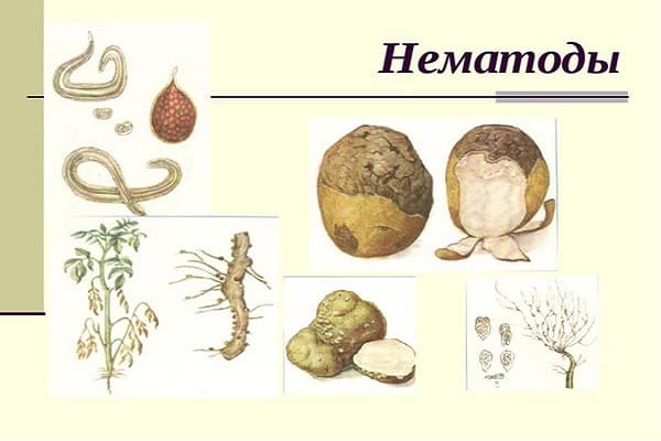 нематода кромпир