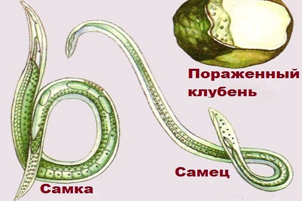 матична нематода