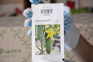 Description of the Alliance cucumber variety, recommendations for growing and care