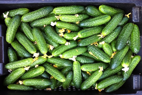 cilindro formos