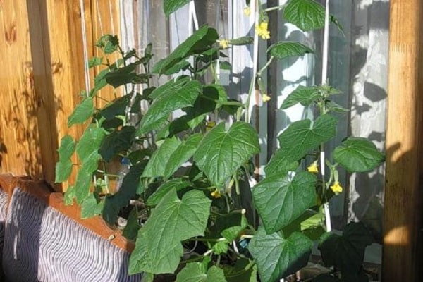 early ripening hybrids