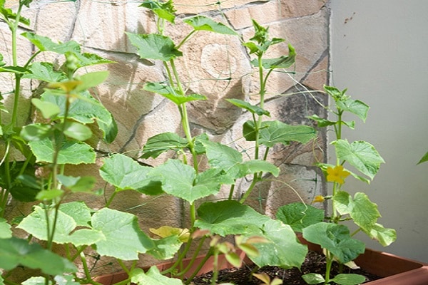 cucumber shape