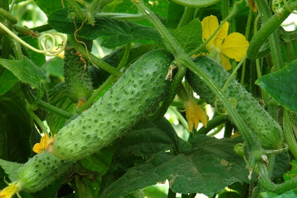 planting depth
