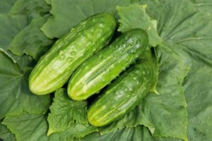 Descrição da variedade de pepinos Abundante, características de cultivo e cuidado