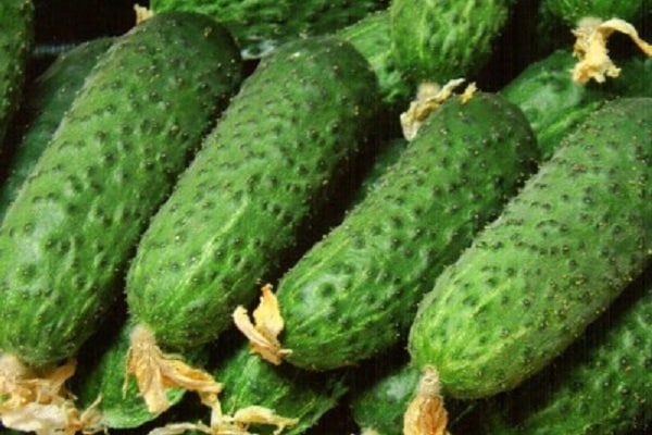 cucumber beds
