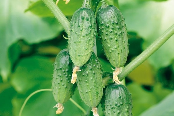 young vegetables
