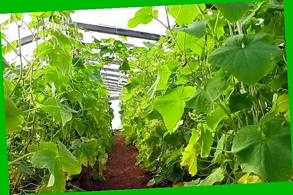 loosening the soil