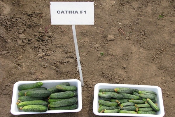ready for planting