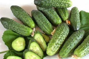 Description of the best varieties of gherkin cucumbers for open ground