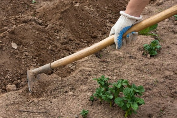 enterrer les plantes