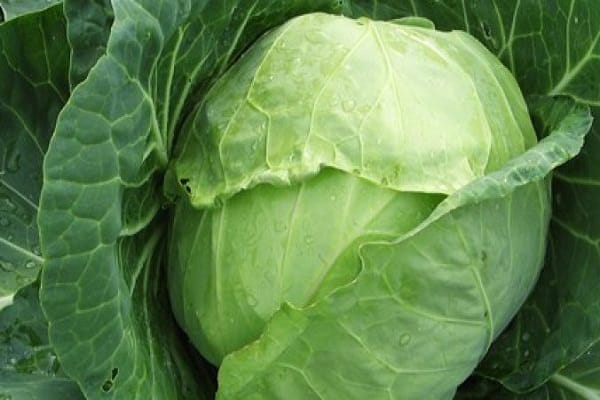 Gartenkultur