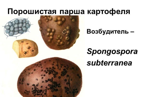mofo viscoso infecta