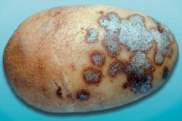 resistência varietal