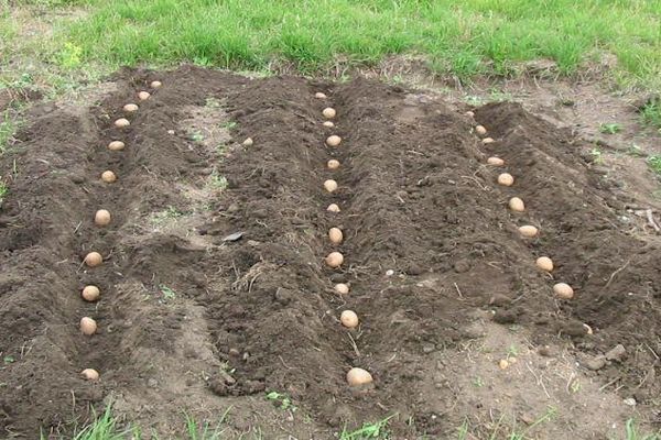 planter des pommes de terre