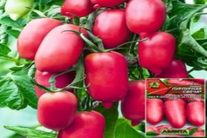 وصف مجموعة الطماطم شمعة أرجوانية وعائدها ومراجعات سكان الصيف