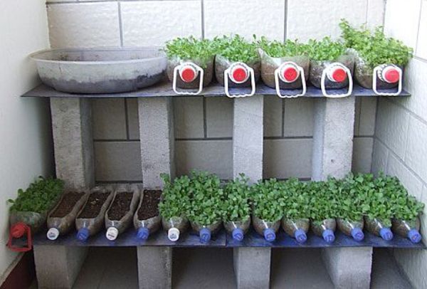 bottled cucumber seedlings