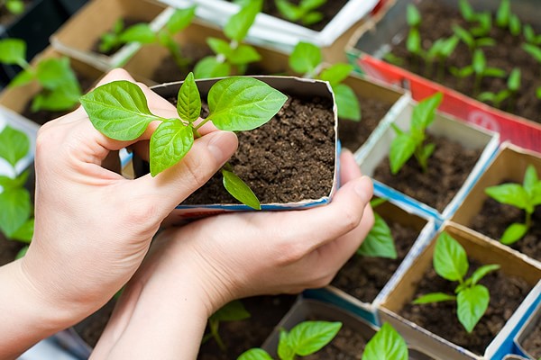 paprika frøplanter i en gryte