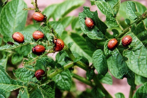 beskytte frøplanter