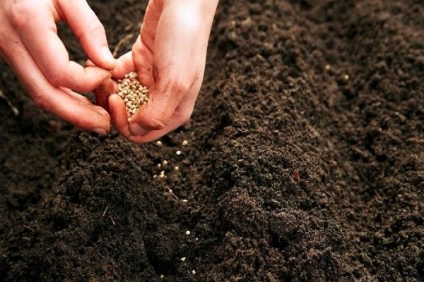 kartoffelplanter
