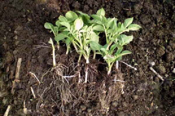 syge frøplanter