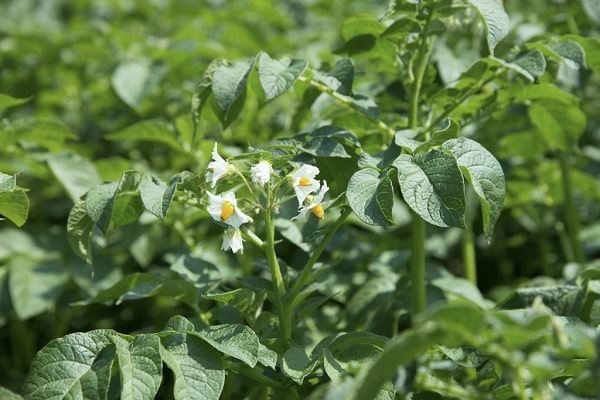 kartoffelfrø