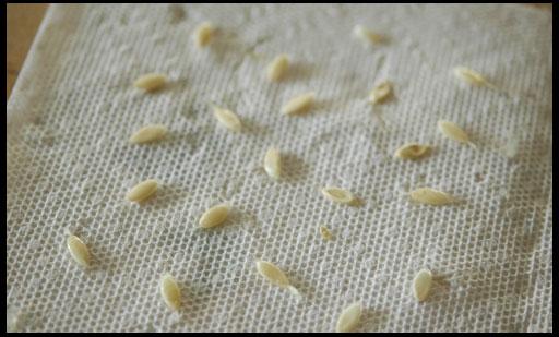 cucumber seeds on gauze