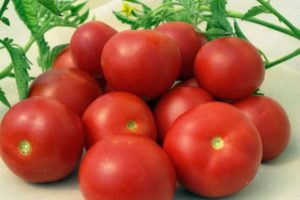 Beskrivelse av tomatsorten Generøsitet, dyrkingsfunksjoner og utbytte