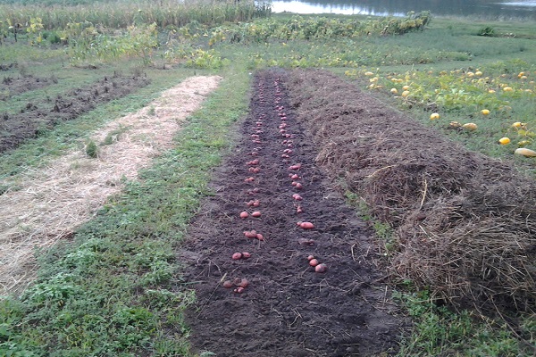 орање зелено