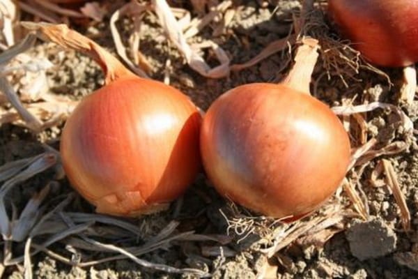 oignons dans le jardin