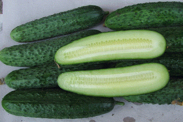краставица Монисия