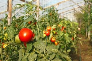Описание на сорта домат Джампакт, неговите характеристики и производителност