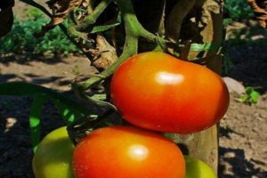 Beschreibung der Dann-Tomatensorte, ihrer Eigenschaften und ihres Anbaus