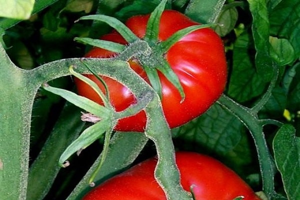 зеленчукова култура