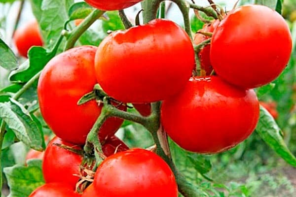 من المستحسن أن تنمو