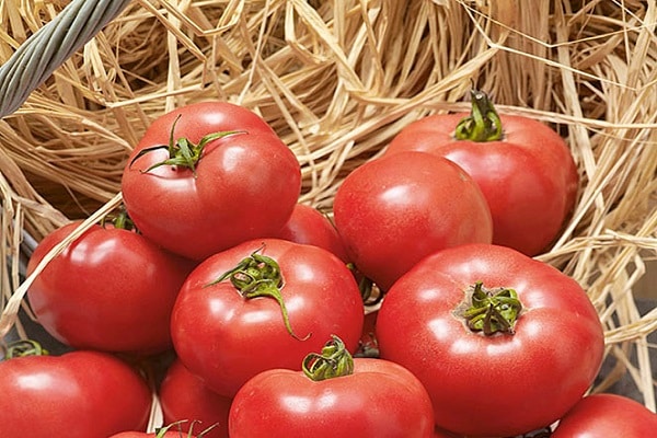 Tomate Erofeich