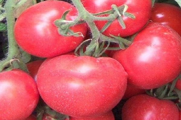 gesättigte Farbe