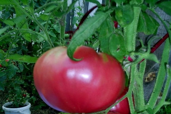 Rückkehr der Ernte
