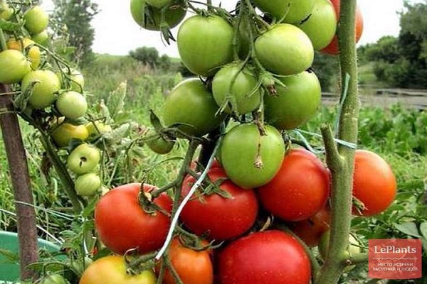 براعة في الاستخدام