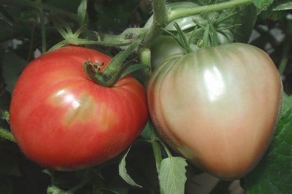 comparer les tomates