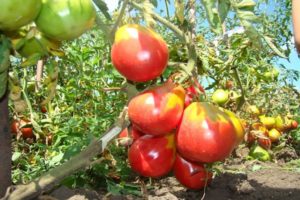 Описание на сорта домат Иван Купала и неговите характеристики