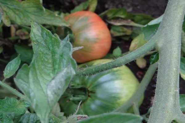plantation d'irrigation