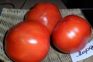 Описание на сорта домат Лорд, особености на отглеждане и грижи