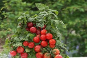 Beschreibung der Tomatensorte Lukoshko am Fenster, deren Anbau