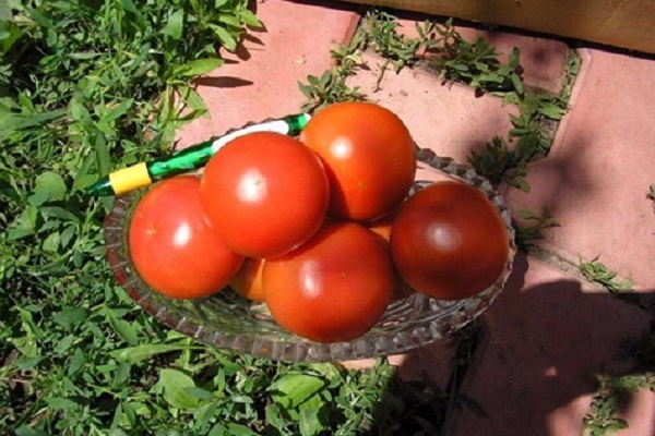 Tomate Maxim