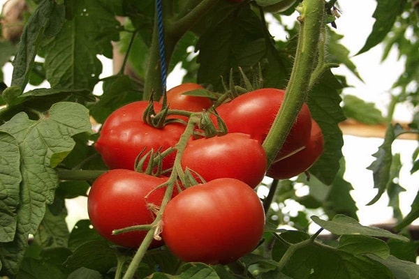 продаваемост на плодовете