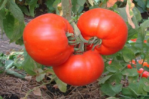 עגבניות