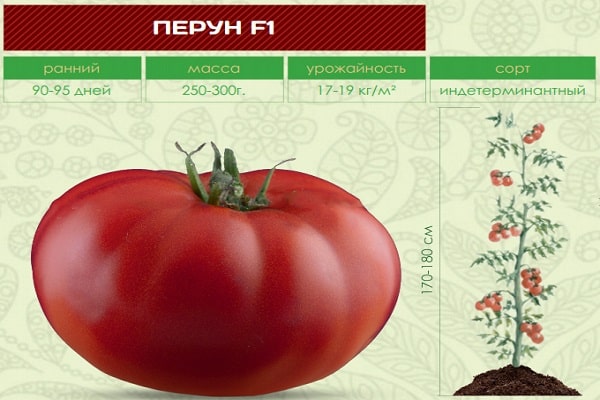 מגוון עגבניות